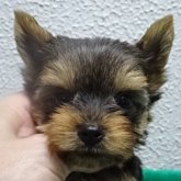 ヨークシャーテリア