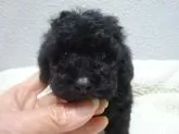 タイニープードル【大阪府・男の子・2025年11月19日・ブラック】の写真3「血統良くとても可愛い男の子です。」