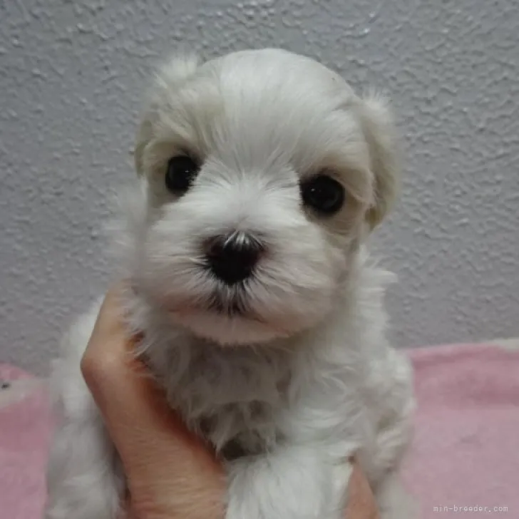 ID：2301-03697の子犬