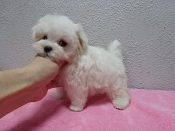 マルチーズ【大阪府・男の子・2018年5月21日・ホワイト】の写真「小ぶりで癒し系、可愛いマルチーズちゃんです」