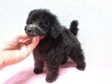 トイプードル(タイニー)【大阪府・男の子・2018年6月19日・シルバー】の写真「小ぶりな可愛くて陽気な愛らしい男の子です。」