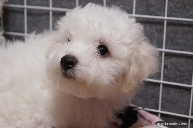 ID:2203-00724の子犬