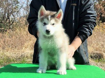アラスカンマラミュート【大阪府・男の子・2017年12月26日・ウルフグレー&ホワイト】の写真「しっかりとしたかわいい男の子です。」