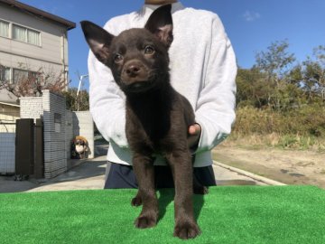 オーストラリアンケルピー【大阪府・女の子・2018年9月30日・チョコレート】の写真「訓練性能優秀、かわいいわんちゃんです。」