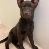 オーストラリアンケルピー【大阪府・女の子・2022年12月26日・チョコレート】の写真1