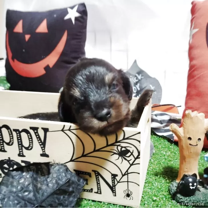 ミニチュアダックスフンド(ロング)【愛知県・男の子・2025年9月20日・ブラック&タン】の写真1