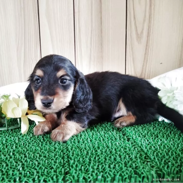 ID：2503-06992の子犬