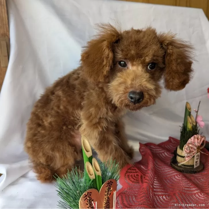 ID:2408-07482の子犬