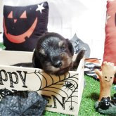 ミニチュアダックスフンド(ロング)