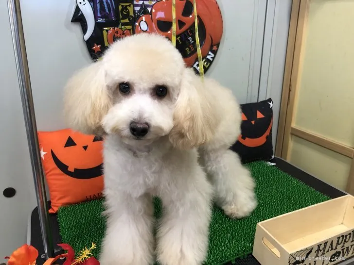 ID：1907-01805の子犬
