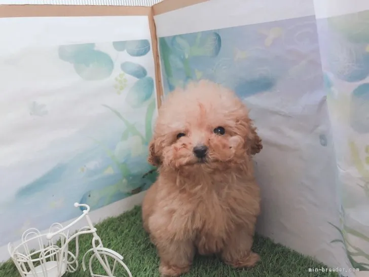 ID：2104-01399の子犬