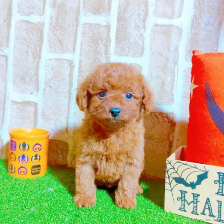 ID:2310-00272の子犬