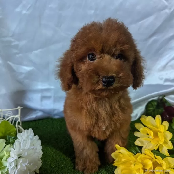 ID：2408-03051の子犬