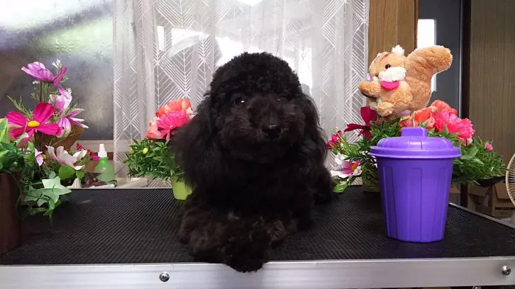 ID:1602-01514の子犬