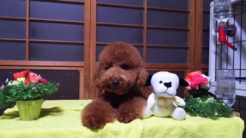 トイプードル(トイ)【愛知県・男の子・2016年4月16日・レッド】の写真「とても可愛い仔です。当店ｵｽｽﾒですよっ。」