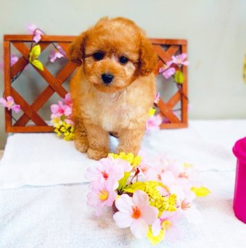 トイプードル(トイ)【愛知県・女の子・2019年1月12日・レッド】の写真「すぐ、連れて帰れます。」