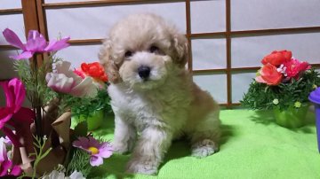 トイプードル(トイ)【愛知県・男の子・2017年1月13日・クリーム】の写真「とても両親可愛く小さめです。」