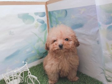 トイプードル(ティーカップ)【愛知県・男の子・2021年1月23日・レッド】の写真「小さめとても可愛い😍おめめ開いてきました。」