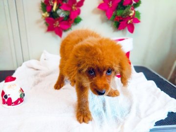 トイプードル(トイ)【愛知県・女の子・2018年10月16日・レッド】の写真「小さめの為キュンキュン💕」