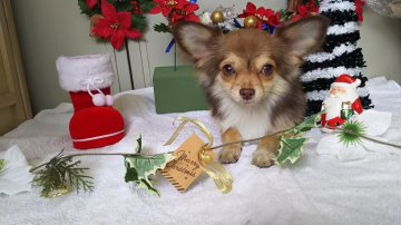 チワワ(ロング)【愛知県・男の子・2017年5月1日・チョコセーブル】の写真「珍しいカラーですよっ。」