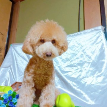 トイプードル(トイ)【愛知県・男の子・2022年5月23日・アプリコット】の写真「とても可愛いお顔してます。」