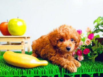 トイプードル(トイ)【愛知県・女の子・2019年4月30日・レッド】の写真「小さめで可愛い女の子ですよっ。」