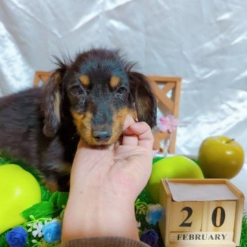 ミニチュアダックスフンド(ロング)【愛知県・男の子・2022年8月14日・ブラックタン】の写真「とても綺麗なカラーです。」