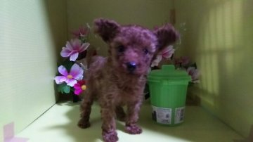 トイプードル(タイニー)【愛知県・男の子・2015年11月7日・レッド】の写真「極小ですよっ。寂しがり屋の人には、オススメ。」