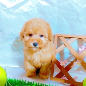 トイプードル(トイ)【愛知県・男の子・2022年12月30日・レッド】の写真「3月1日には、ペットショップでの販売となります。」