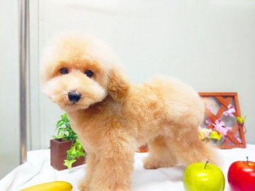 トイプードル(トイ)【愛知県・男の子・2019年1月30日・クリーム】の写真「7月迄の目玉です。」