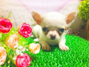 チワワ(スムース)【愛知県・男の子・2020年7月1日・ホワイト】の写真「予約受付中‼︎」