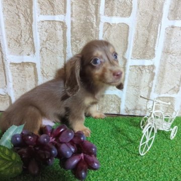 ミニチュアダックスフンド(ロング)【愛知県・男の子・2023年6月1日・チョコタン】の写真「とても綺麗なチョコです。」