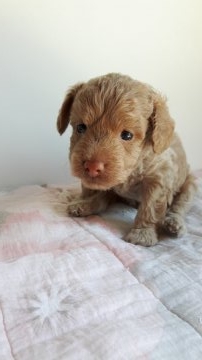 トイプードル(トイ)【愛知県・男の子・2017年8月6日・アプリコット】の写真「人懐っこい性格です。」