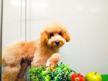 トイプードル(トイ)【愛知県・男の子・2019年4月30日・アプリコット】の写真「飼いやすさNo'1現物はとても小さく可愛いです。」