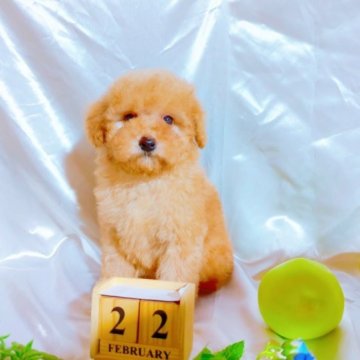 トイプードル(トイ)【愛知県・男の子・2022年12月30日・アプリコット】の写真「2月28日迄の販売となります。」