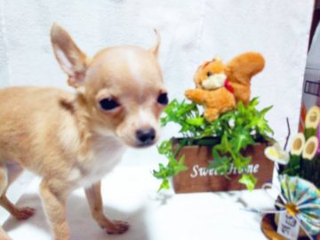 チワワ(スムース)【愛知県・男の子・2018年9月24日・クリーム】の写真「とても小さめですよっ。」