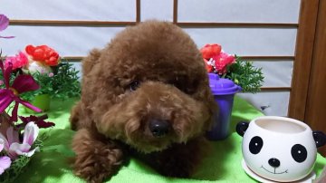 トイプードル(トイ)【愛知県・男の子・2016年4月16日・レッド】の写真「とても可愛い男の仔ですよっ。すぐお散歩行けますよっ」