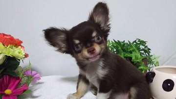 チワワ(ロング)【愛知県・男の子・2017年5月1日・チョコ&ホワイト】の写真「とても小さく可愛い男の仔。」