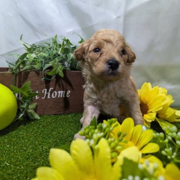 トイプードル(トイ)【愛知県・男の子・2024年7月4日・アプリコット】の写真「とても元気に育っております。」