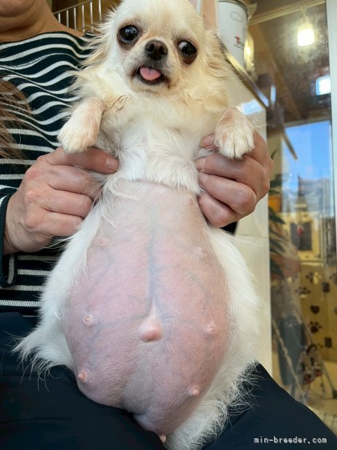 内藤福代ブリーダーのブログ：久しぶりの５匹兄妹