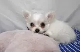 チワワ(ロング)【静岡県・男の子・2025年11月25日・ホワイト&クリーム】の写真5
