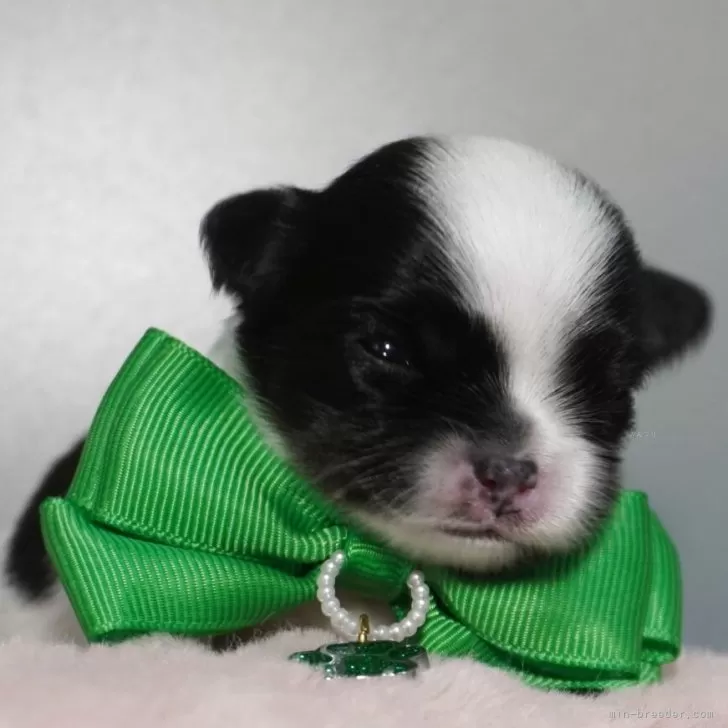 チワワ(ロング)【静岡県・女の子・2025年11月25日・ホワイト&amp;ブラック】の写真1「初めまして❣️緑ちゃんです💚」