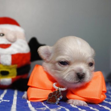 チワワ(ロング)【静岡県・女の子・2025年11月26日・クリーム、ホワイト】の写真「小さめで産まれて小ぶりに成長中💜」