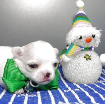 チワワ(ロング)【静岡県・男の子・2025年11月26日・ホワイト&クリーム】の写真「小さめで産まれて小ぶりに成長中緑君💚」