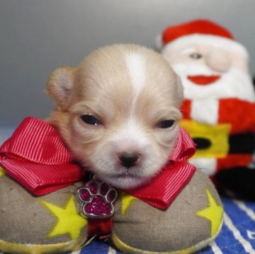 チワワ(ロング)【静岡県・女の子・2025年11月26日・レッド&ホワイト】の写真「5匹兄妹の中で1番大きな女の子🩷」