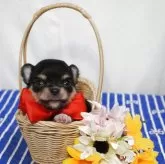 チワワ(ロング)