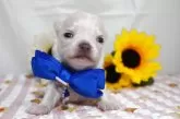 チワワ(ロング)