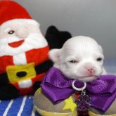 チワワ(ロング)