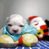 チワワ(ロング)