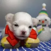 チワワ(ロング)